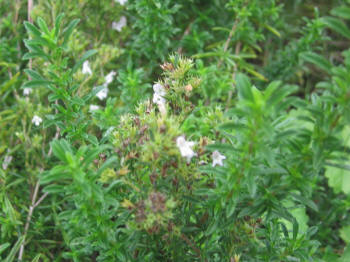 Winter Savory